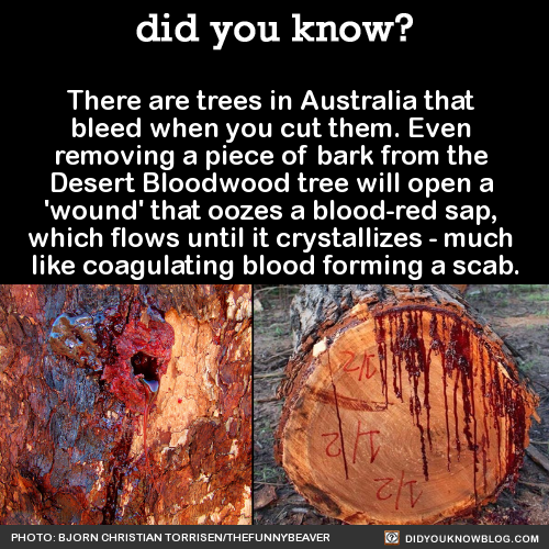 did-you-kno:  There are trees in Australia that  bleed when you cut them. Even  removing