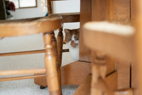 My old buddy Harvey, who accidentally matched the furniture. Photos by my friend, Ichigo Takikawa.(s