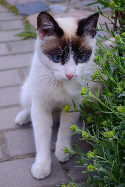 cybergata:  Cat by Laura Pačešiūnaitė on Flickr.