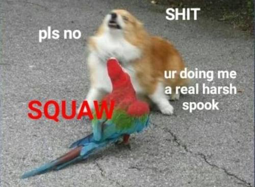 riverpersonn: sushinfood: theweirdwideweb: New Bork Memes this is just doge meme 2.0 @aro-lafayette