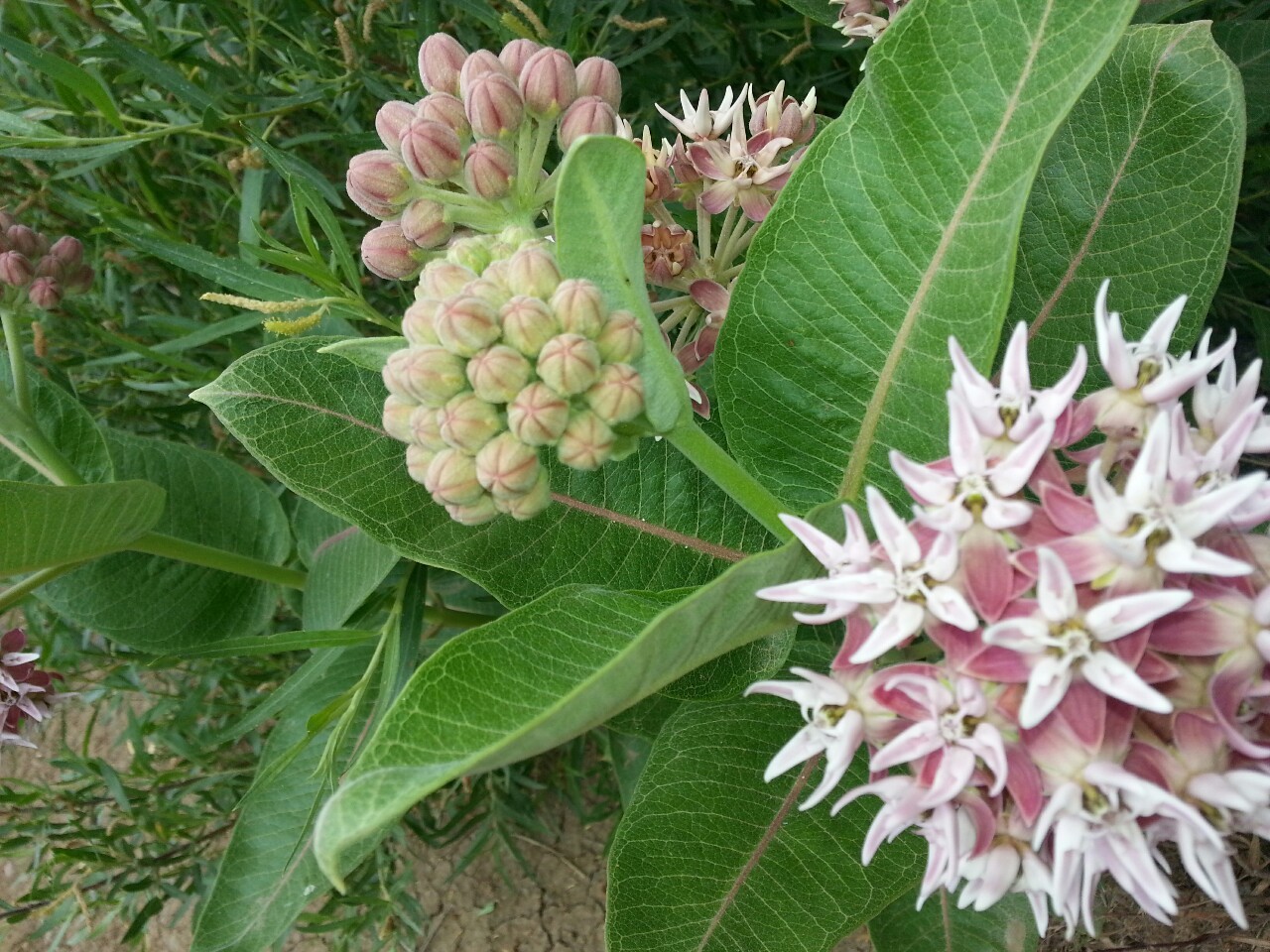FloWers oF DiscGolf