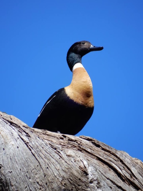 misterlemonzafterlife:  rosiesdreams:Male Shelduck sitting proudly at the top of a tree. By Rosie Rufus  rosiesdreams https://MisterLemonzAfterlife.tumblr.com/archive