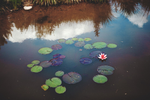 Pond lillies