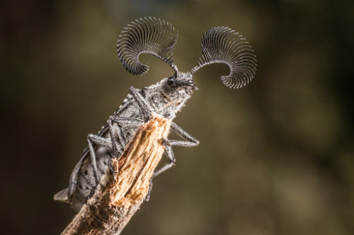 libutron:Feather-horned Beetle (male) - Rhipicera femorataRhipicera femorata (Coleoptera - Rhipiceri