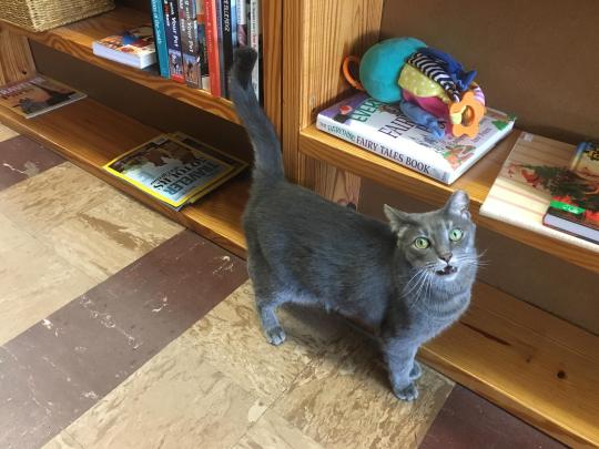 duessaherself: duessaherself:  duessaherself: When I’m reincarnated, I want to come back as a bookstore cat. Livin the life.  