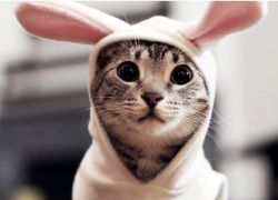 cute-overload:Happy Easterhttp://cute-overload.tumblr.com