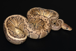 fuckyeahballpythons:  Some adult BP morphs