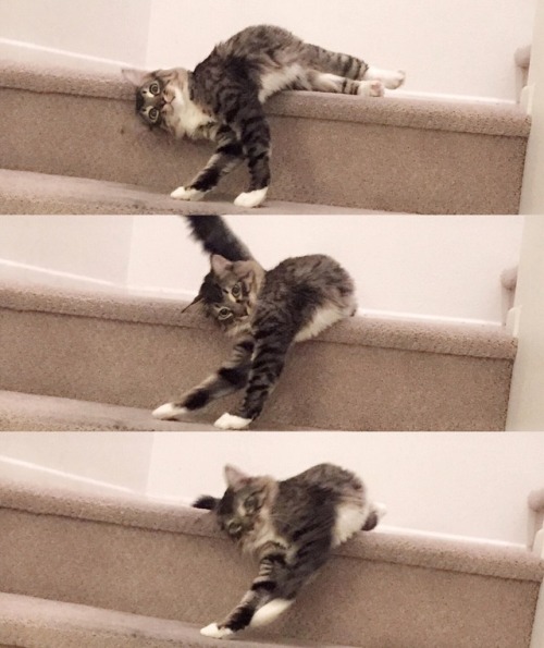 mostlycatsmostly:A thrilling trilogy(submitted by @soph-eevee)