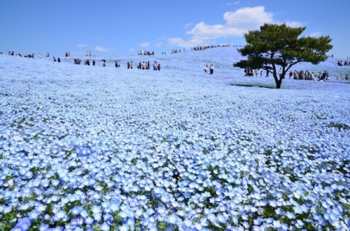 culturenlifestyle: 4.5 Million Baby Blue Eyes Just Bloomed In Japan’s Hitachi Seaside Keep reading 