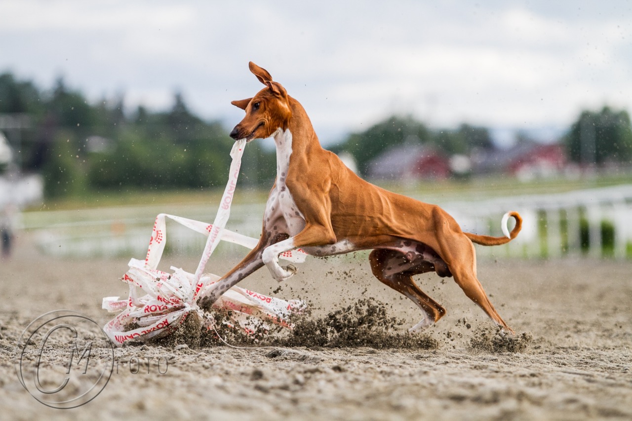 handsomedogs:  Lure Coursing Coursing is the pursuit of game or other animals by