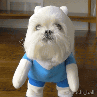 This pup is cosplay goals 