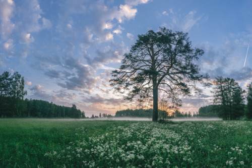 expressions-of-nature:by Lashkov Fedor“White Night- Blooming Dawn” St. Petersburg, Russia