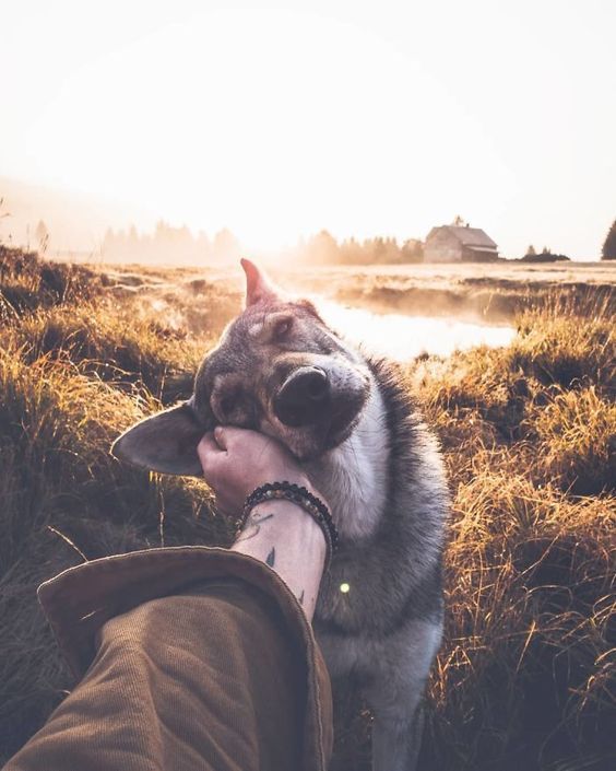protect-and-love-animals: 