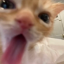 acidxkitty