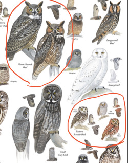 platycryptus:platycryptus:a great horned owl will look at a screech owl and be like