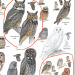 platycryptus:platycryptus:a great horned owl will look at a screech owl and be like