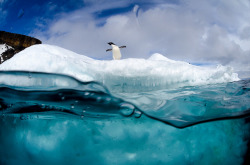 nubbsgalore:aldelie penguins spend their (austral) winters in the seas surrounding the antarctic pack ice - about 4,000km from their southern spring breeding grounds - where they fatten on krill (third photo). the krill feed on phytoplankton beneath the