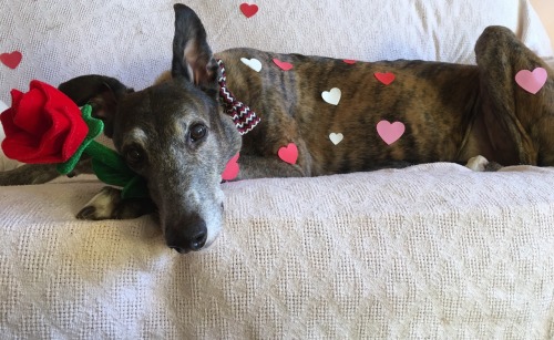 greyt-hounds:Happy Valentines Day