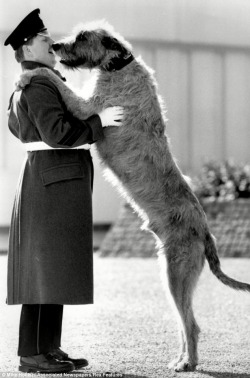 menandtheirdogs:  peerintothepast:  Soldier’s best friend: A member of the Irish Guards with an Irish wolfhound in 1987. The handsome breed has been the regiment’s mascot since 1902.  dailymail.co.uk 