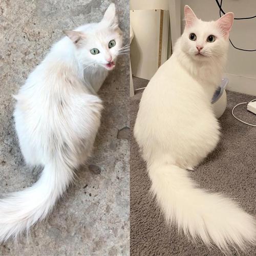 supermodelcats:I rescued the cat off the street. Photos before and after. One year difference. :)