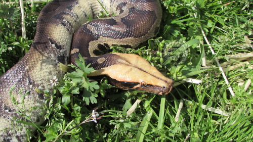 menagerieherpetology:Demeter, Sumatran Short Tail Python (Python curtus).