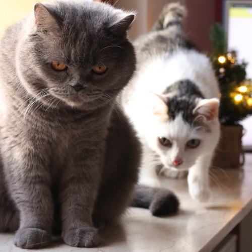 luluthekitten:Merry Christmas from Linus and Rocky, the owners of this blog. Meanwhile we have earned two formidable nicknames for ourselves. I am Chaos Bear and Rocky is now known as Corrupt Entity.