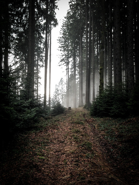mystic forest by Munich DX on Flickr.