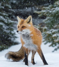 beautiful-wildlife:  A Fox in Snow by Daniel