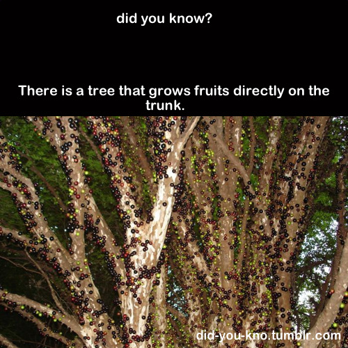 did-you-kno:     Brazilian Grape Tree (also known as Jabuticaba) does not use branches to grow fruits. It grows fruits (and flowers) directly on the trunk. Source