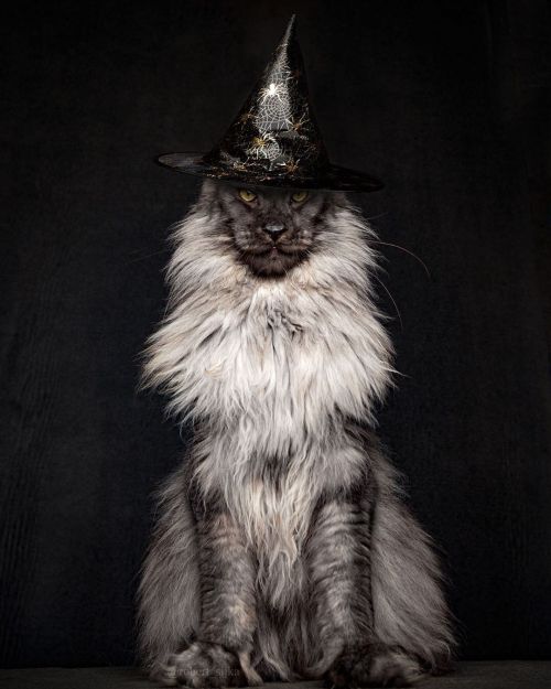 Vivo in his wizard costume for Halloween.