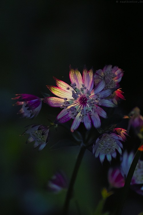 Great Masterwort “Ruby Star” (Astrantia major)