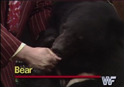 Constable-Connor:  Thefunkyweapon: That Bears Health Bar Is Huge  Tough Boss Battle.