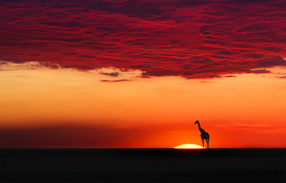 magicalnaturetour:  Giraffe in sunset harmony by Moro 