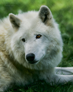 her-wolf:    Wolf / Wolf - # 01by Eduard