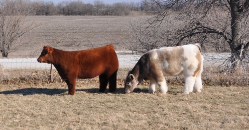 tornfeathers:  catbountry:  weeaboo-chan:  ok so i tried to find out what breed of cattle this is and i havent been successful but i found these two and their names are texas tornado and johnny football the pics are from this website and i dont know jack