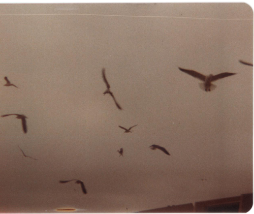 boxesofoldphotos:Seagulls- Galveston Christmas 1981View at Nullbrook