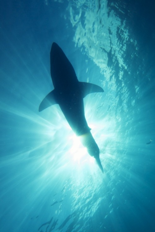 w-canvas - Great White Shark | Photographer