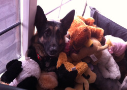 A perfectly normal pile of stuffed animals.