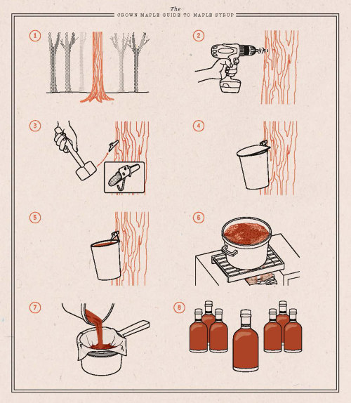 ABRAMS • HOWTO Make maple syrup the traditional way (from...