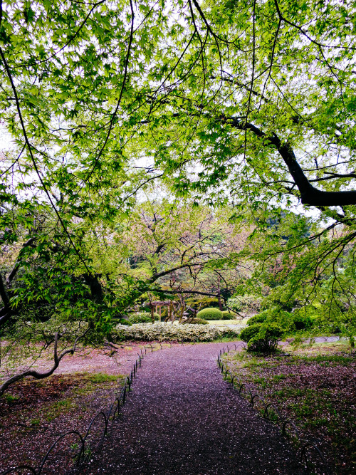 Spotted at 35°41′7.19″N, 139°42′30.6″E (Shinjuku Gyoen, Tokyo Japan)