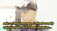 fy-zelo:zelo’s traumatic pet experiences ｡：ﾟ(｡ﾉω＼｡)ﾟ･｡