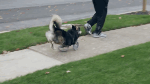 gifsboom:  See how unique, custom 3D printed prosthetics allow Derby the dog to run for the first time. Video: Derby the dog, Running on 3D Printed Prosthetics   A clever and brave dogie