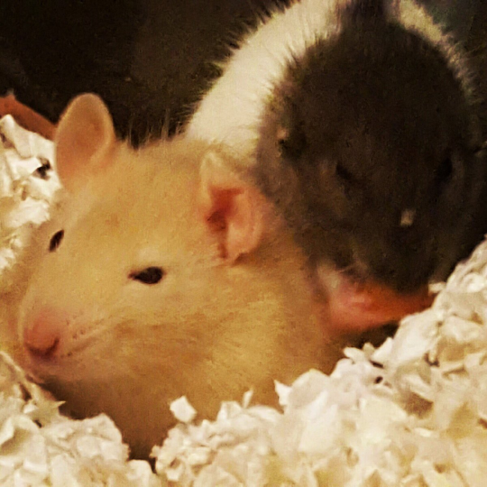 soras-majestic-butt:  mr-serperior: cameoamalthea:  A friend and I stopped by the reptile store to pick up food for my snake and left with two pet rats. While we were there we saw one of the feeder rats had no ears. Cute little mouse, only half grown,