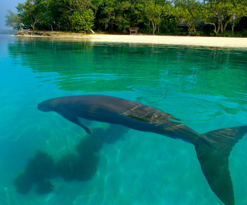 oceaniatropics:  a dugong near the beach, whitsundays, australia