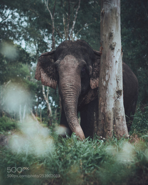 animal-photographies:Jungle encounters