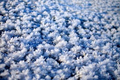 Ice blossomsWhen our world&rsquo;s surface freezes, and the ground isn&rsquo;t already frozen, frost