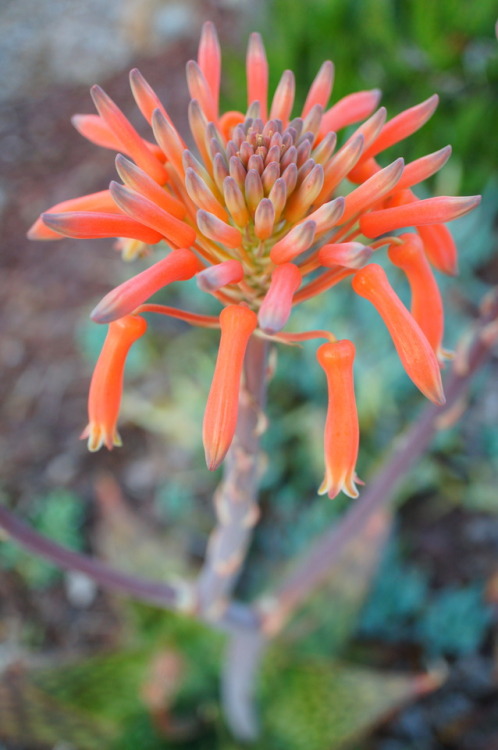 flora-file: flora-file: My Own California Superbloom in my front yard Last Year… This year lo