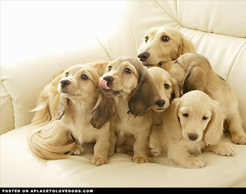 aplacetolovedogs:  Adorable English cream Dachshund puppies posing for a family portrait