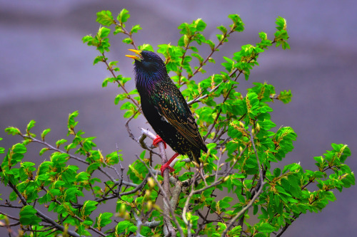 Common Starling (Sturnus vulgaris) >>by Mark Stevens