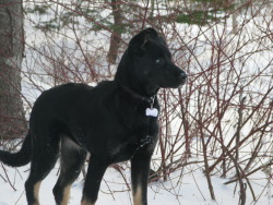 Handsomedogs:  This Is Zoey. She’s A 5 Month Old Lab/German Shepherd.